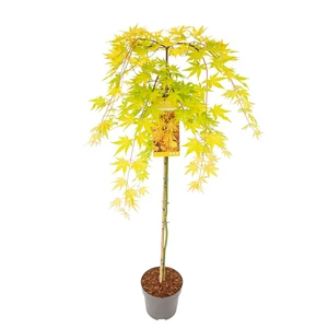 Acer palmatum 'Cascade Gold' Standard 6.5L - image 4