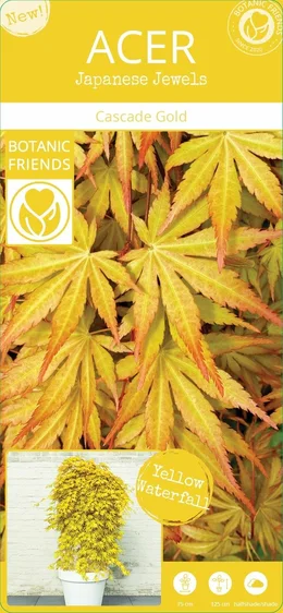 Acer palmatum 'Cascade Gold' Standard 3L - image 7