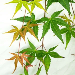 Acer palmatum 'Cascade Ruby' Standard 3L - image 1