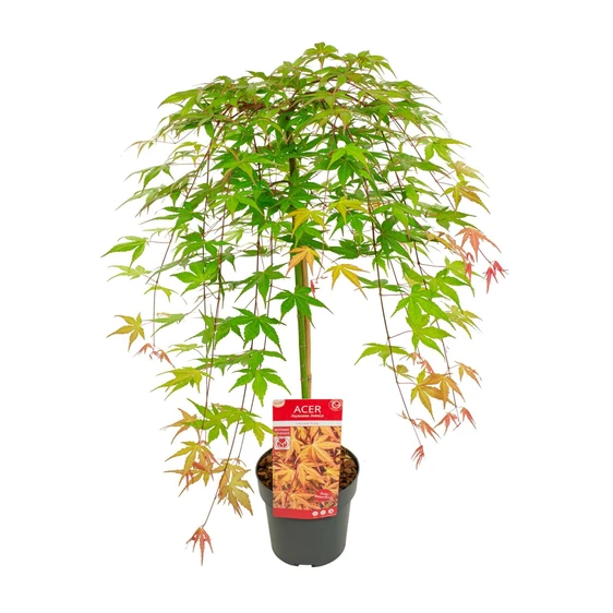 Acer palmatum 'Cascade Ruby' Standard 3L - image 4