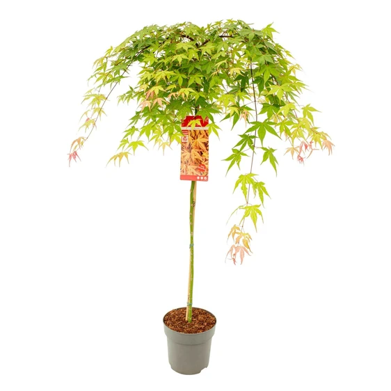 Acer palmatum 'Cascade Ruby' Standard 6.5L - image 3