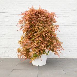 Acer palmatum 'Cascade Ruby' Standard 3L - image 2