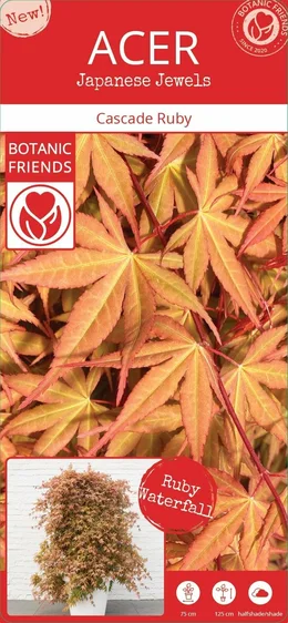 Acer palmatum 'Cascade Ruby' Standard 3L - image 5