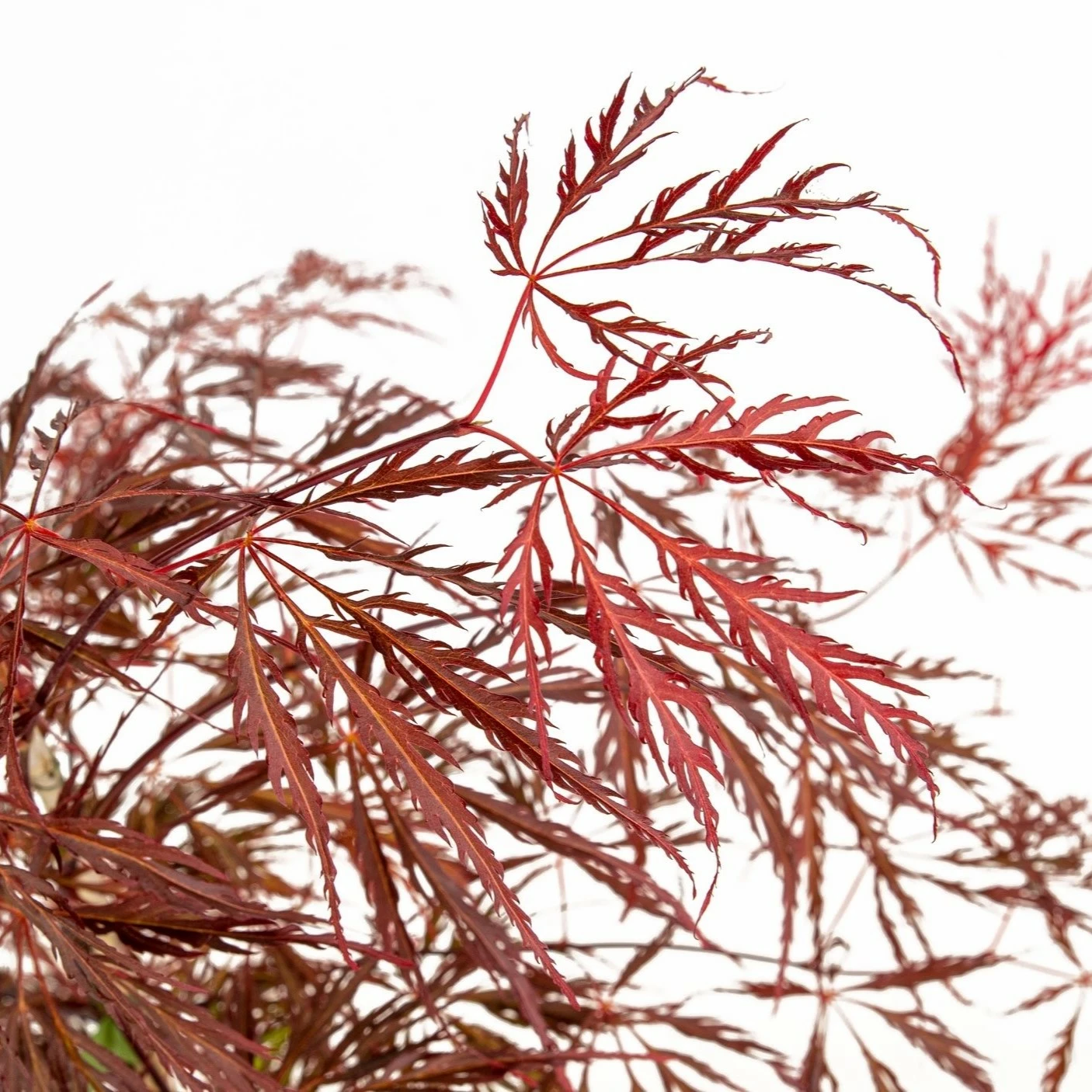 Acer palmatum 'Crimson Queen' 3L - Cowell's Garden Centre | Woolsington