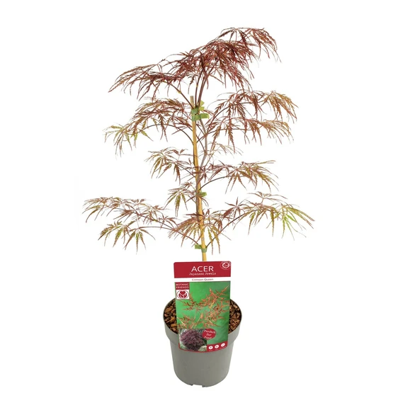 Acer palmatum 'Crimson Queen' 3L - image 3