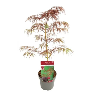 Acer palmatum 'Crimson Queen' 3L - image 3