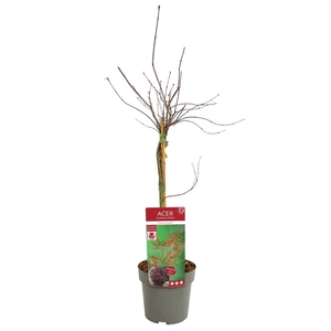 Acer palmatum 'Crimson Queen' 3L - image 4