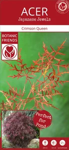 Acer palmatum 'Crimson Queen' 3L - image 5