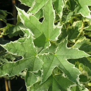 Acer platanoides 'Drummondii'