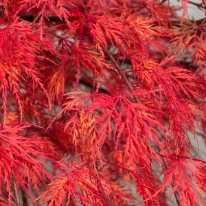 Acer palmatum 'Emerald Lace' - image 2