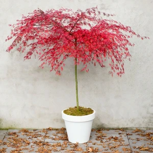 Acer palmatum 'Emerald Lace' - image 4