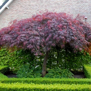 Acer palmatum 'Garnet' 6.5L Standard - image 4