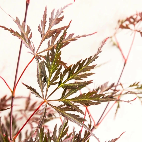 Acer palmatum 'Garnet' 3L - image 1