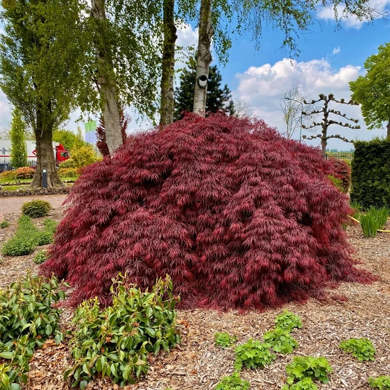 Acer palmatum 'Garnet' 3L - image 2