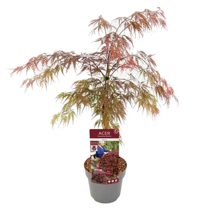 Acer palmatum 'Garnet' 3L - image 3