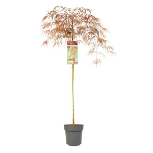 Acer palmatum 'Garnet' 6.5L Standard - image 3