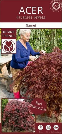 Acer palmatum 'Garnet' 3L - image 4