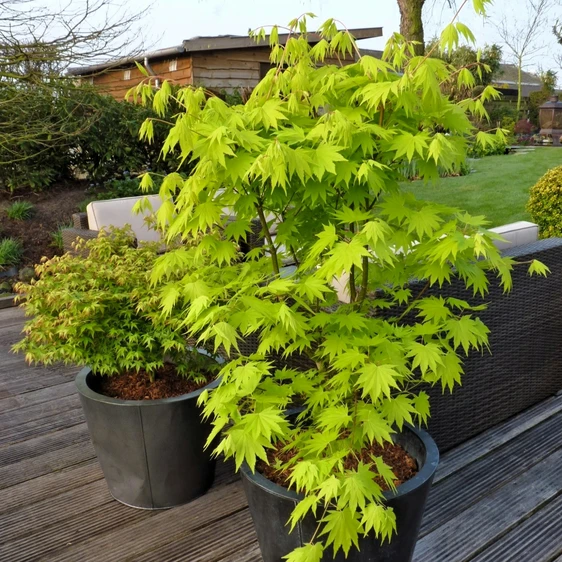 Acer shirasawanum 'Jordan' 3L - image 3