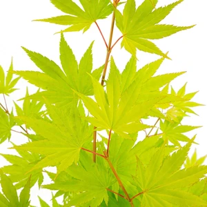 Acer shirasawanum 'Jordan' 3L - image 1