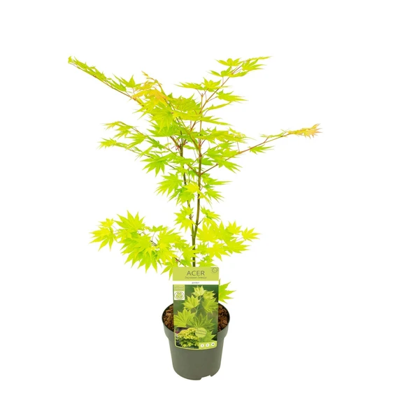 Acer shirasawanum 'Jordan' 3L - image 4