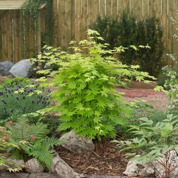 Acer shirasawanum 'Jordan' 3L - Cowell's Garden Centre | Woolsington