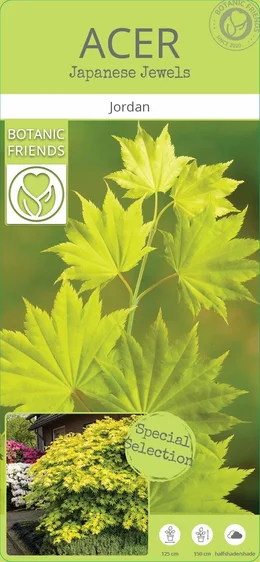 Acer shirasawanum 'Jordan' 3L - image 6