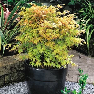 Acer palmatum 'Katsura' 3L - image 3