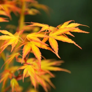 Acer palmatum 'Katsura' 3L - image 2