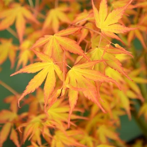 Acer palmatum 'Katsura' 3L - image 1