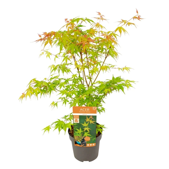 Acer palmatum 'Katsura' 3L - image 4