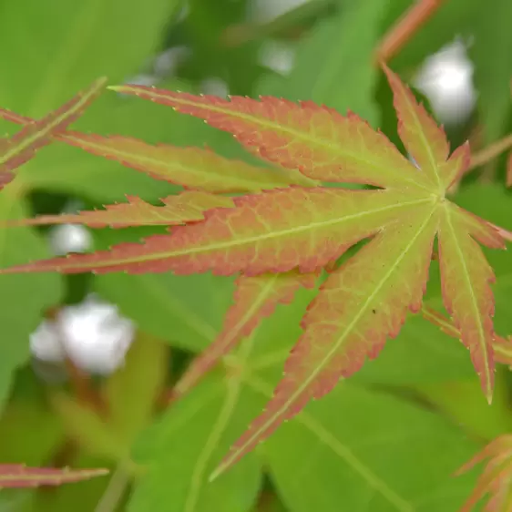 Acer palmatum 'Katsura' 1L - image 1