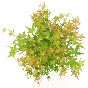 Acer palmatum 'Katsura' 7.5L - image 2