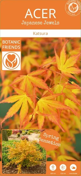 Acer palmatum 'Katsura' 3L - image 6