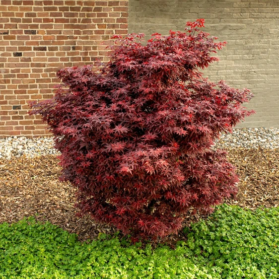 Acer palmatum 'Little Red' 3L - image 2