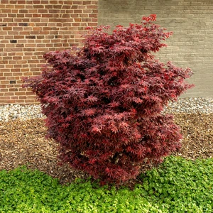 Acer palmatum 'Little Red' 3L - image 2