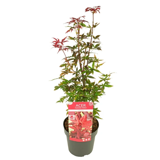 Acer palmatum 'Little Red' 3L - image 3