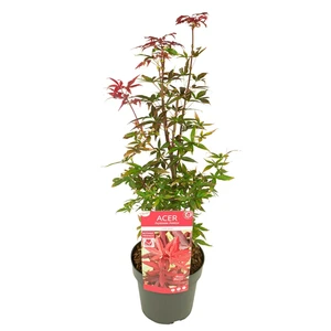 Acer palmatum 'Little Red' 3L - image 3