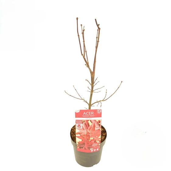 Acer palmatum 'Little Red' 3L - image 4