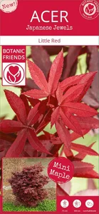 Acer palmatum 'Little Red' 3L - image 5