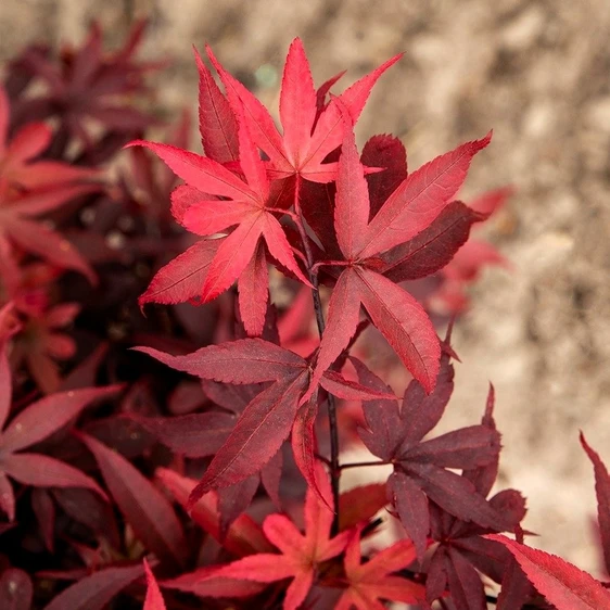 Acer palmatum 'Little Red' 3L - image 1