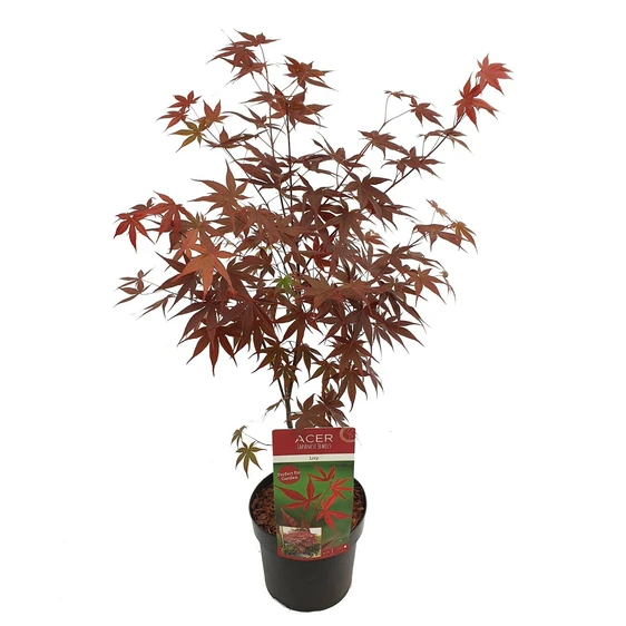 Acer palmatum 'Livy' - image 2