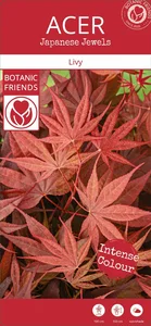 Acer palmatum 'Livy' - image 4