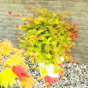 Acer shirasawanum 'Moonrise' 3L - image 4