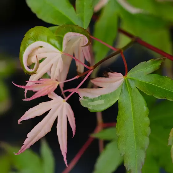 Acer palmatum 'Orido-nishiki' 8L - image 3