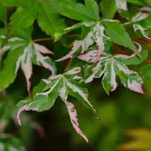 Acer palmatum 'Orido-nishiki' 8L - image 1