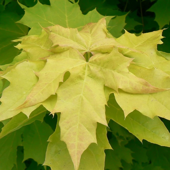 Acer platanoides 'Princeton Gold'