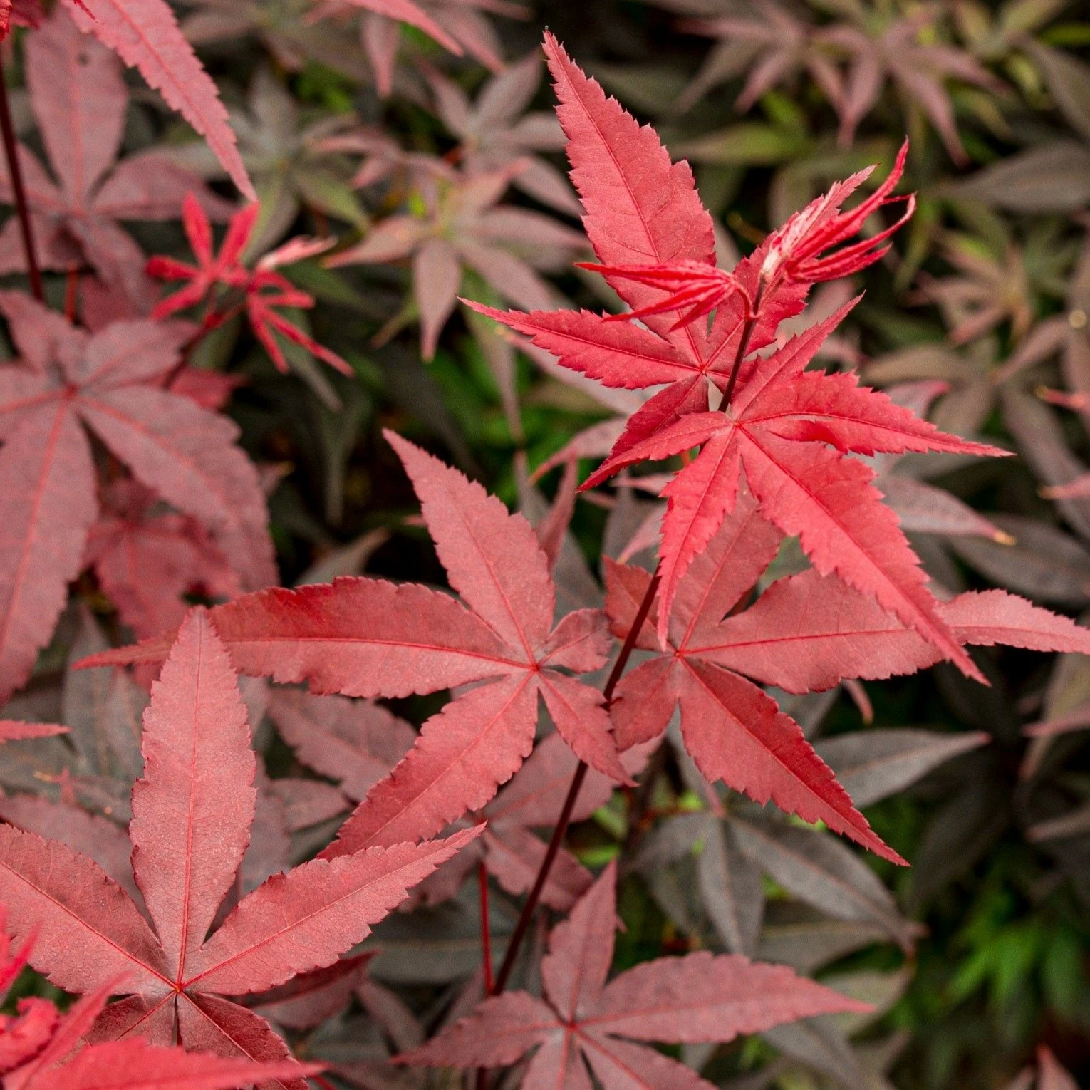 Acer palmatum 'Twombly's Red Sentinel' - Cowell's Garden Centre ...