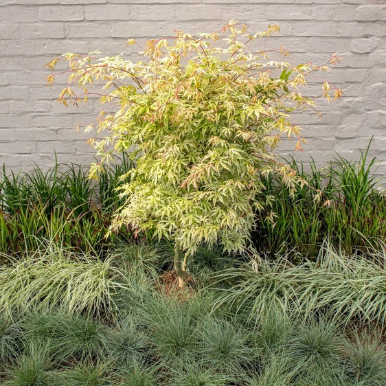 Acer palmatum 'Ukigumo' 3L - image 4