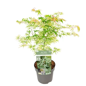 Acer palmatum 'Ukigumo' 3L - image 5