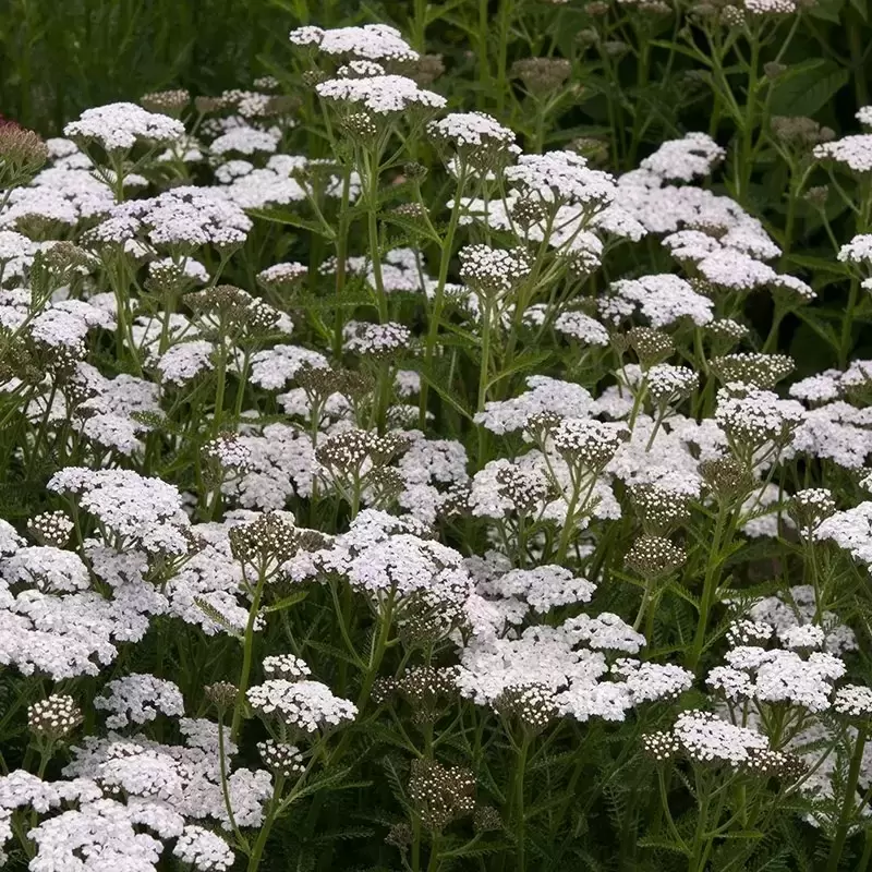 Achillea millefolium 'New Vintage White' - Cowell's Garden Centre ...